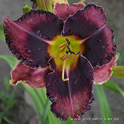 Ґранатовий Браслєт