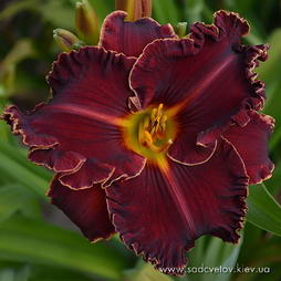 Карен Стівенз