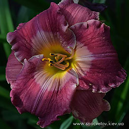 Кровь с Молоком