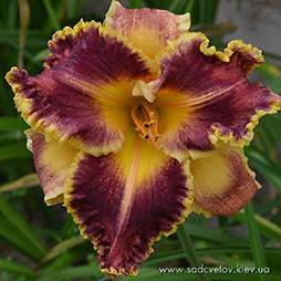 Прідворний Скоморох