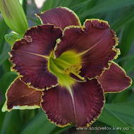 Котигорошко