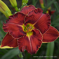 Красна-Дєвіца