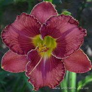 Марья-Царєвна