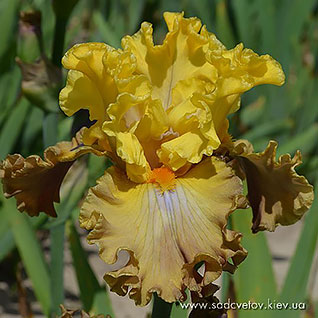 Сакральна Містерія