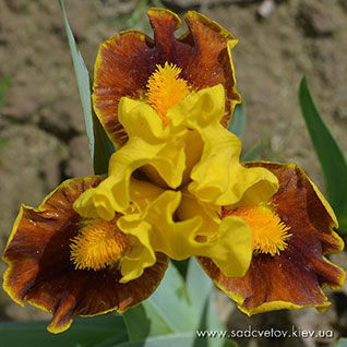 Яскравий Талант