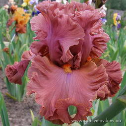 Терракота Бей