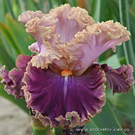 Казкове Королівство