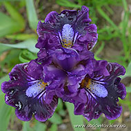 Косміческій Ґость