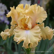 Менго Дайкурі