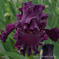 Начало Врємьон