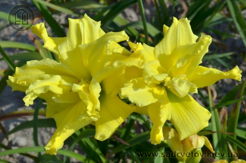 лілейник Лімонний Фреш