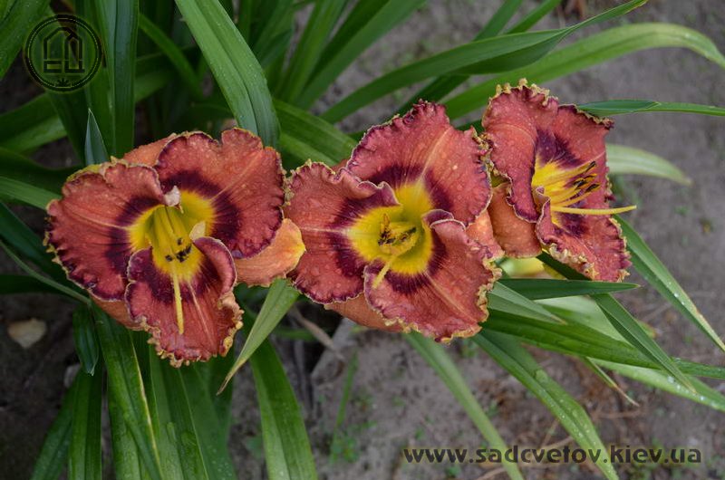 лілейник Прємьєра Мюзікла