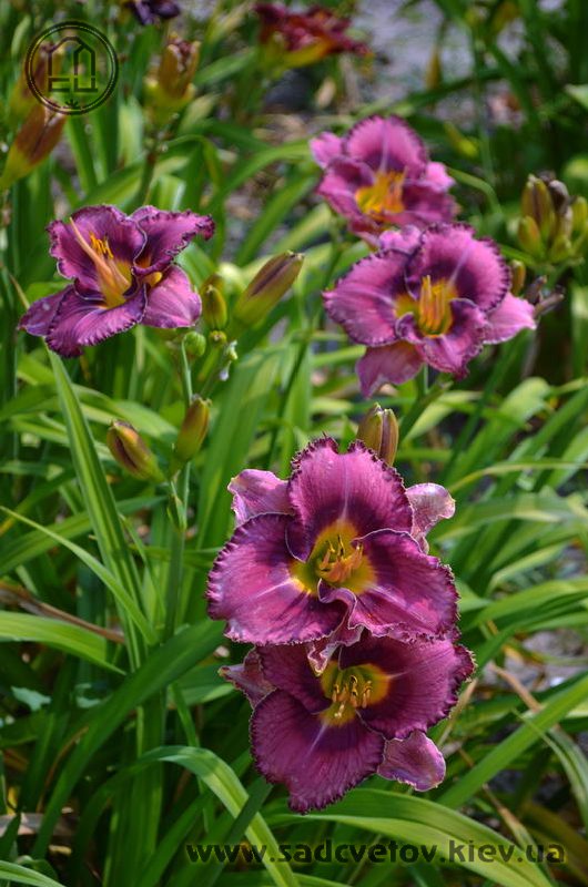 лілейник Заморскіє Края