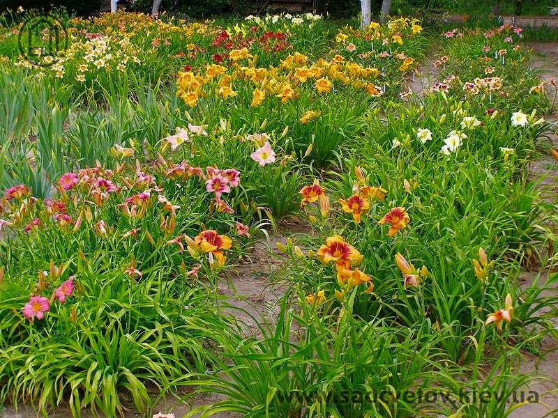 квітучі лілейники