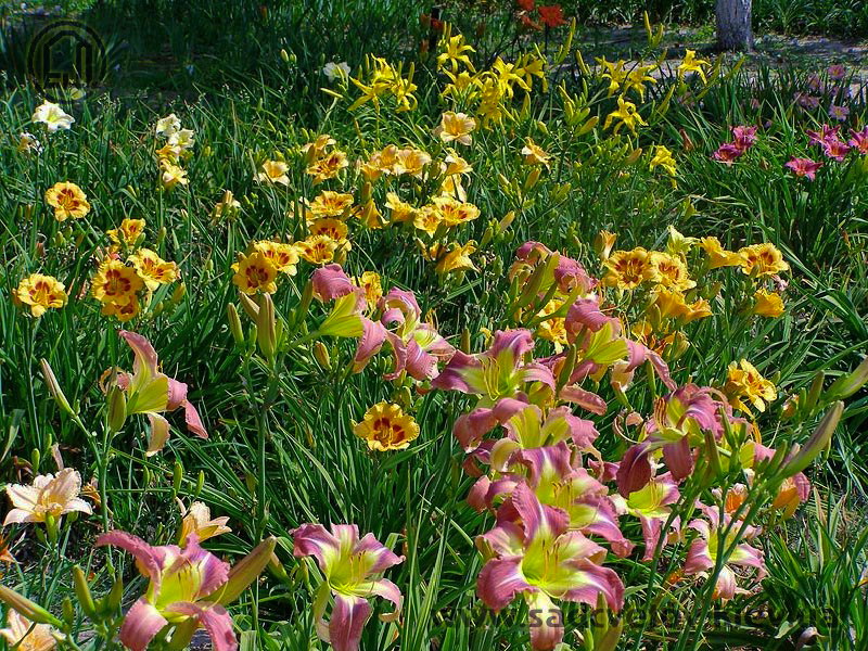 квітучі лілейники