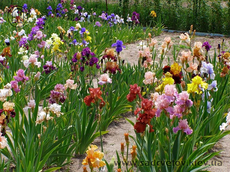 квітучі іриси
