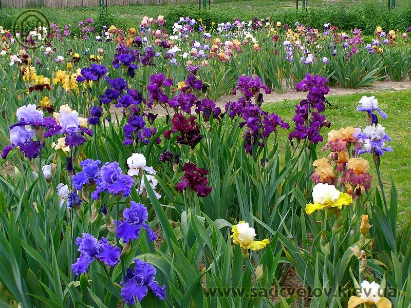 квітучі іриси