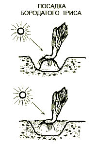 правильна посадка