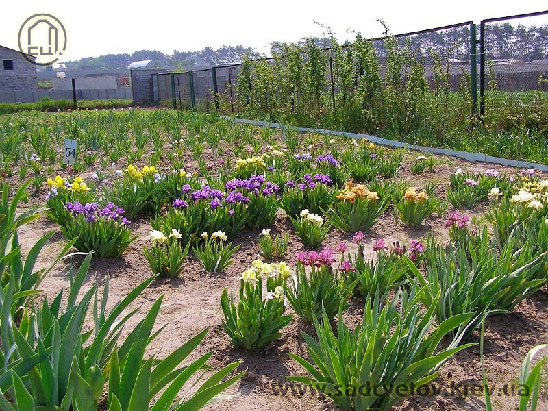 квітучі лілейники