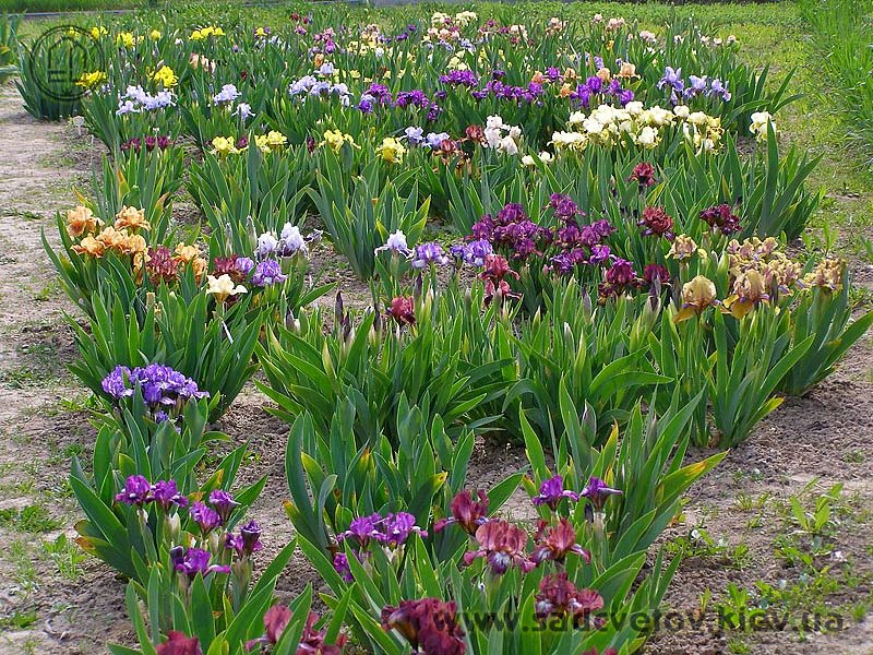 квітучі іриси